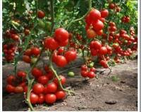 Какие сорта томатов самые урожайные для теплиц?