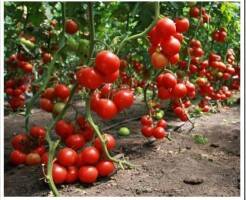 Какие сорта томатов самые урожайные для теплиц?