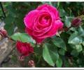 Какие сорта роз имеют наибольшую популярность для посадки возле дома при небольшом участке земли?