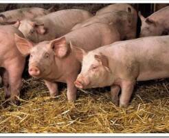 Правила разведения свиней в домашних условиях