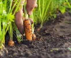 Посев моркови под зиму: 3 важных правила, которые нужно учесть огороднику