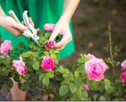 Уход за розами: все, что нужно знать от подкормки до обрезки