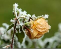 Уход за розами зимой: советы экспертов по зимовке роз в горшках и на грядках