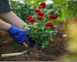 Как посадить розы: советы экспертов по месту и времени посадки