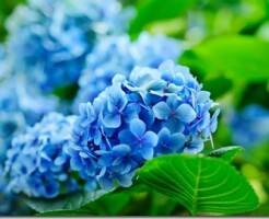 Голубые гортензии: как превратить розовые гортензии в голубые