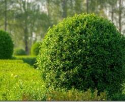 Виды бирючины: вечнозеленые и крепкие сорта для живой изгороди
