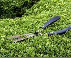Обрезка живой изгороди из бирючины: профессиональные советы для идеальной стрижки