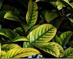 Желтеют листья у рододендронов: профилактика и лечение