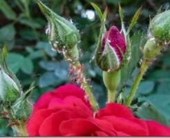 Как избавиться от тли на розах: признаки поражения и лечение