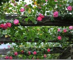 Плетистые розы: меры по уходу для обеспечения пышного цветения и устойчивости к болезням