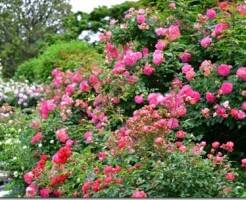 12 самых красивых сортов роз