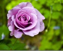 Фиолетовые розы: 5 самых красивых сортов