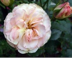 Английские розы: самые популярные и красивые сорта