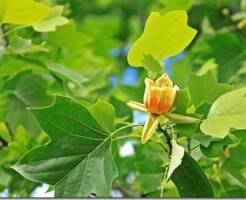 Тюльпанное дерево (Лириодендрон): обрезка, размножение и самые красивые виды