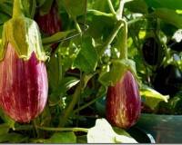 Баклажаны: описание и уход за растениями