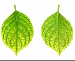 Желтеют листья у гортензии: почему и как лечить дефицит железа