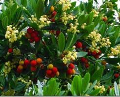 Земляничное дерево (Арбутус): лучшие сорта и советы по выращиванию в саду
