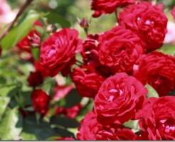 Топ 20 самых ароматных сортов роз
