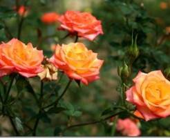 Оранжевые розы: 10 самых красивых сортов