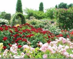 Розы: все о посадке, уходе и сортах королевы цветов