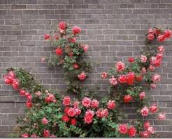 Плетистые розы: месторасположение, уход и устойчивые сорта