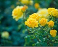 Желтые розы: 10 самых красивых сортов для вашего сада