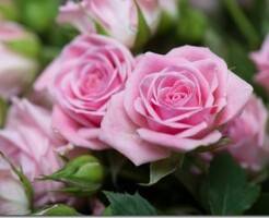 Тор-15 самых красивых розовых роз