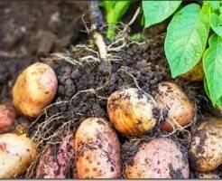 Что можно посадить рядом с картофелем и что нельзя?