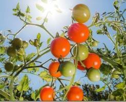 6 способов защитить садовые растения от жары