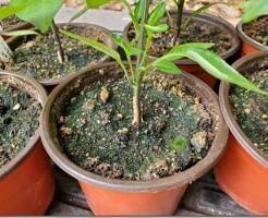 Как предотвратить появление зеленых водорослей или белой плесени в почве для рассады
