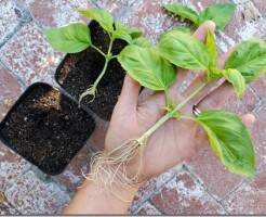 Как размножить и вырастить базилик из черенков