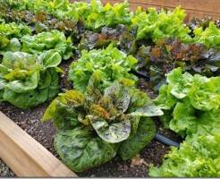 Выращивание салата: как сажать, защищать и собирать урожай салата
