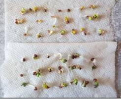 Как проверить всхожесть семян: простой метод бумажного полотенца