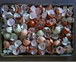Кормление цыплят яичной скорлупой или раковиной устрицы для получения необходимого кальция и здоровья