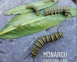 Все о бабочках-монархах: как привлечь, вырастить и выпустить на свободу