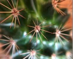 Уколы иголками кактусов – ядовиты ли и как вытащить их?