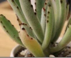 Каланхоэ войлочное (томентоза)–описание и уход за растением