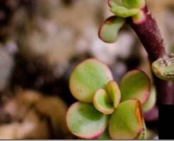 Портулакария афра -  описание и уход за растением
