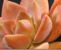 Граптоседум Калифорнийский закат -  описание и уход за растением