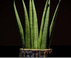 Сансевиерия цилиндрическая -  описание и уход за растением