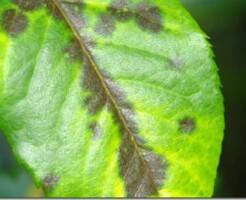 Черные пятна на листьях суккулентов -  причины и меры профилактики