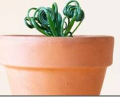 Альбука спиральная – описание и уход за растением