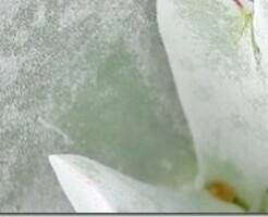 Котиледон округлый – описание и уход за растением