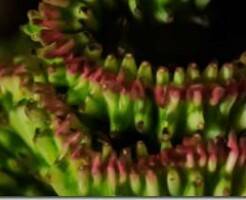 Эуфорбия Лактея -  описание и уход за растением