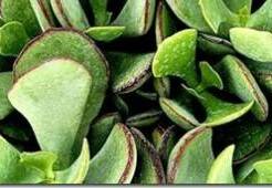 Котиледон Mint Truffles -  описание и уход за гибридным растением