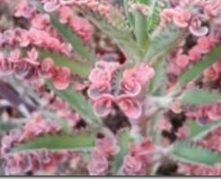 Каланхоэ Розовые бабочки - описание и уход в домашних условиях