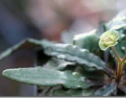 Euphorbia Francoisii - описание и уход в домашних условиях