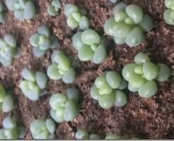 Выращивание семян суккулентов - описание и уход в домашних условиях