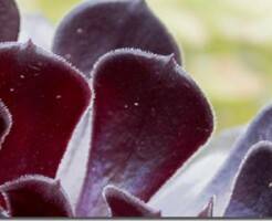 Эониум древовидный – описание и уход за растением
