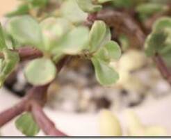 Портулакария афра (африканская) - описание растения и уход